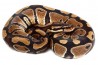 Python regius, 2024