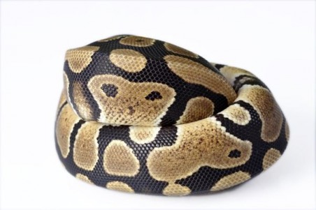 Python regius, 2024