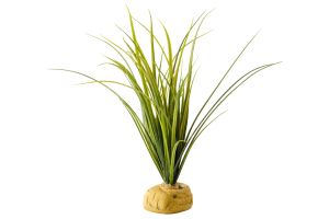 Turtle grass sur pierre
