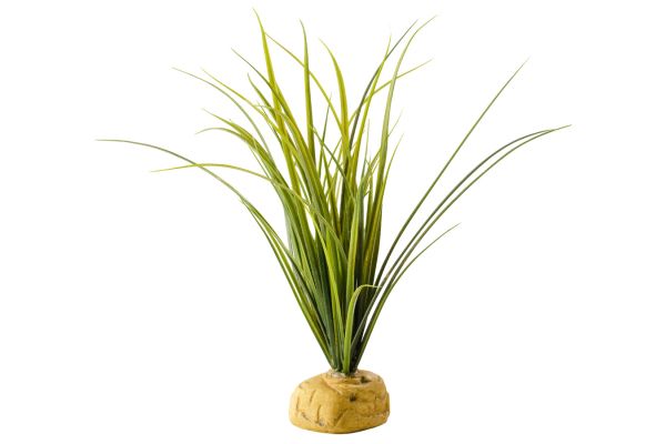 Turtle grass sur pierre Turtle grass sur pierre