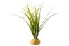 Turtle grass sur pierre