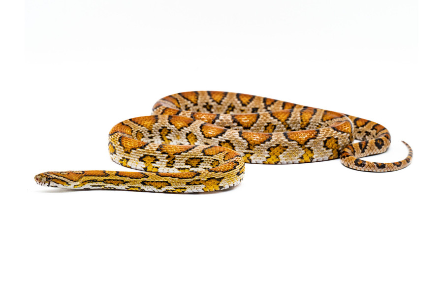 Pantherophis guttatus, Okeetee, mâle adulte