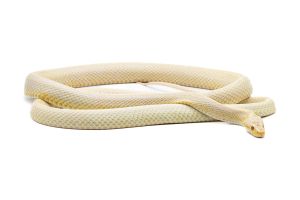 Pantherophis guttatus, snow, mâle 2022