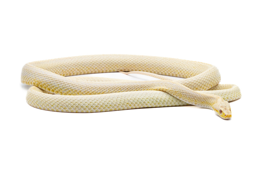 Pantherophis guttatus, snow, mâle 2022