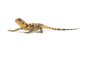 Stellagama (Laudakia) stellio brachydactyla, 2024
