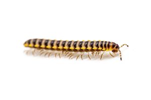 Orthomorpha subkarschi