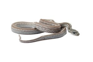 Pantherophis guttatus, cinder tessera motley