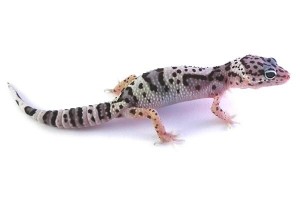 Eublepharis macularius, mack snow