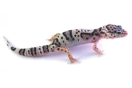 Eublepharis macularius, mack snow