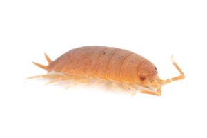 Cubaris sp. "salmon"