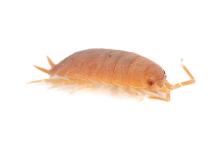 Cubaris sp. "salmon"