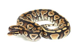 Python regius, phantom
