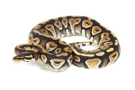 Python regius, phantom