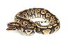Python regius, phantom