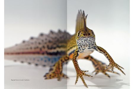 The Genus Ommatotriton