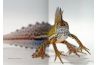 The Genus Ommatotriton