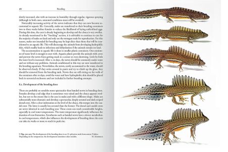 The Genus Ommatotriton