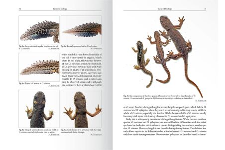The Genus Ommatotriton