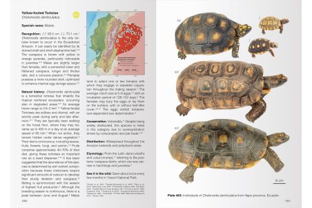 Reptiles of Ecuador