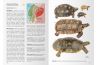 Reptiles of Ecuador