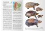 Reptiles of Ecuador