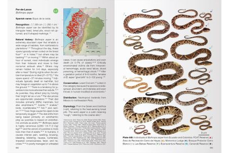 Reptiles of Ecuador