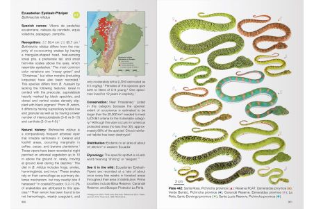 Reptiles of Ecuador