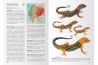 Reptiles of Ecuador