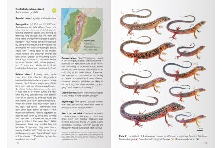 Reptiles of Ecuador