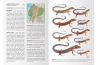 Reptiles of Ecuador