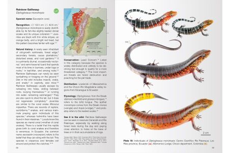Reptiles of Ecuador