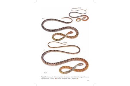 Reptiles of Ecuador