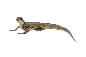 Hydrosaurus microlophus