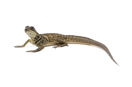 Hydrosaurus microlophus