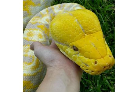 The Complete Reticulated Python