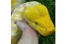 The Complete Reticulated Python