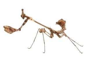 Gongylus gongylodes