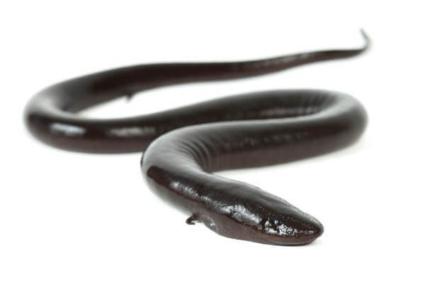 Amphiuma means Amphiuma means