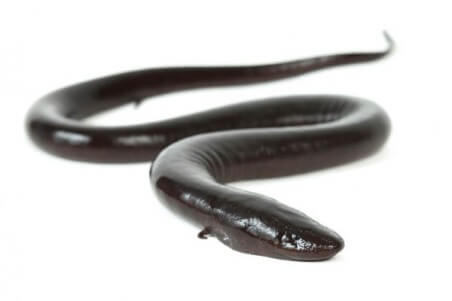 Amphiuma means