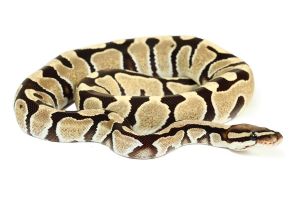 Python regius, desert ghost