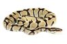 Python regius, desert ghost