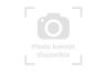 Pogona vitticeps, hypo. zero, femelle adulte