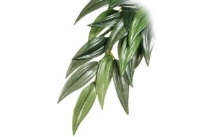 Ruscus Jungle PLant