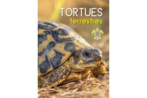 Tortues terrestres