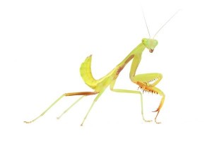 Hierodula majuscula