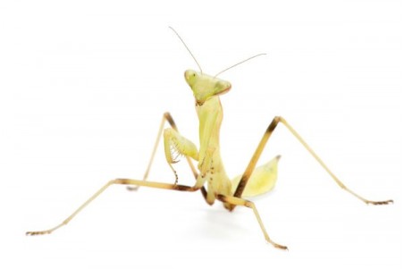 Hierodula membranacea, subadulte