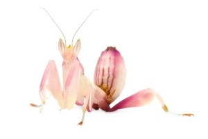 Hymenopus coronatus