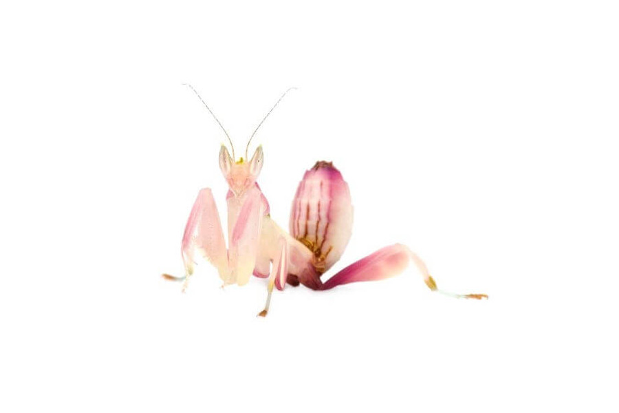 Hymenopus coronatus