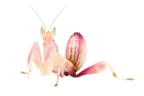 Hymenopus coronatus Hymenopus coronatus