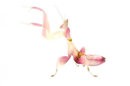 Hymenopus coronatus